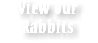 View our Rabbits